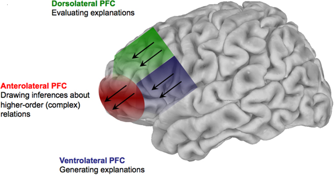 Prefrontal Cortex Area